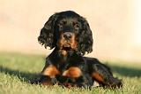 SETTER GORDON 028
